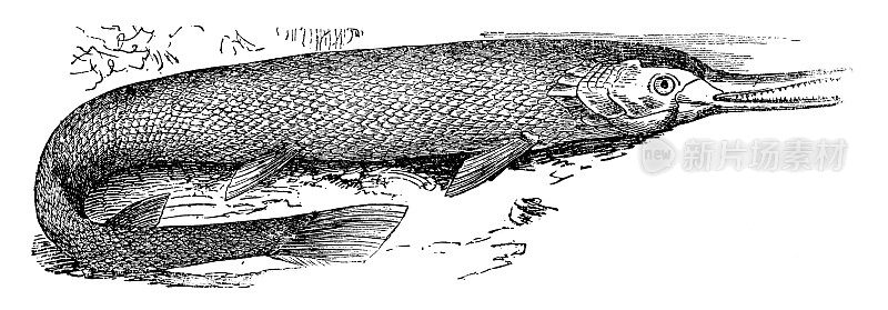 长鼻黄鳝(Lepisosteus Osseus) - 19世纪